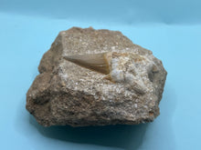 Load image into Gallery viewer, Otodus tooth on rock