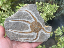 Load image into Gallery viewer, Brittle starfish Ophuroides
