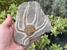 Load image into Gallery viewer, Brittle starfish Ophuroides