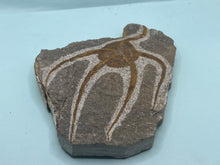 Load image into Gallery viewer, Brittle starfish Ophuroides