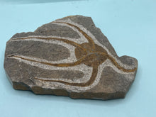 Load image into Gallery viewer, Brittle starfish Ophuroides