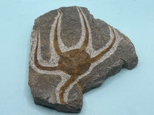 Load image into Gallery viewer, Brittle starfish Ophuroides