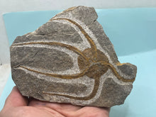 Load image into Gallery viewer, Brittle starfish Ophuroides