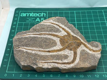 Load image into Gallery viewer, Brittle starfish Ophuroides