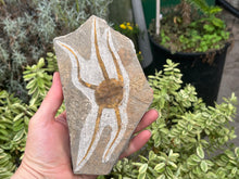 Load image into Gallery viewer, Brittle starfish Ophuroides