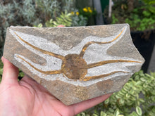 Load image into Gallery viewer, Brittle starfish Ophuroides