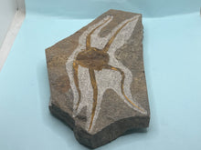 Load image into Gallery viewer, Brittle starfish Ophuroides