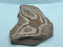 Load image into Gallery viewer, Brittle starfish Ophuroides