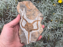 Load image into Gallery viewer, Brittle starfish Ophuroides