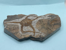 Load image into Gallery viewer, Brittle starfish Ophuroides