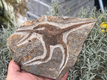 Load image into Gallery viewer, Brittle starfish Ophuroides