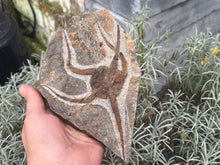 Load image into Gallery viewer, Brittle starfish Ophuroides