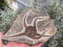 Load image into Gallery viewer, Brittle starfish Ophuroides