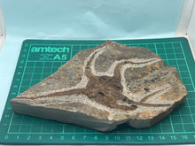 Load image into Gallery viewer, Brittle starfish Ophuroides