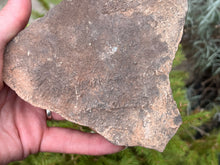 Load image into Gallery viewer, Trilobite trackways (cruziana)