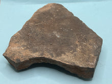Load image into Gallery viewer, Trilobite trackways (cruziana)
