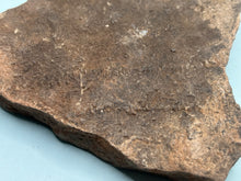 Load image into Gallery viewer, Trilobite trackways (cruziana)