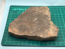 Load image into Gallery viewer, Trilobite trackways (cruziana)