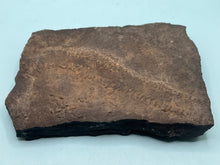 Load image into Gallery viewer, Trilobite trackways (cruziana)