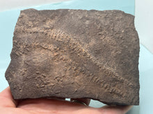 Load image into Gallery viewer, Trilobite trackways (cruziana)