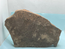 Load image into Gallery viewer, Trilobite trackways (cruziana)