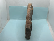 Load image into Gallery viewer, Trilobite trackways (cruziana)
