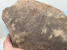Load image into Gallery viewer, Trilobite trackways (cruziana)