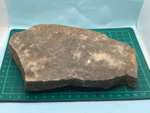 Load image into Gallery viewer, Trilobite trackways (cruziana)