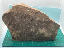 Load image into Gallery viewer, Trilobite trackways (cruziana)