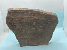 Load image into Gallery viewer, Trilobite trackways (cruziana)