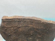 Load image into Gallery viewer, Trilobite trackways (cruziana)