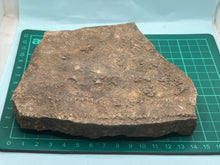 Load image into Gallery viewer, Trilobite trackways (cruziana)