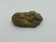 Load image into Gallery viewer, Calymene trilobite