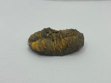 Load image into Gallery viewer, Calymene trilobite