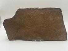 Load image into Gallery viewer, Trilobite trackways (cruziana)