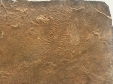 Load image into Gallery viewer, Trilobite trackways (cruziana)
