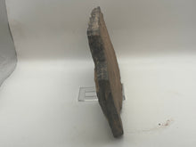 Load image into Gallery viewer, Trilobite trackways (cruziana)