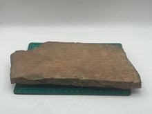 Load image into Gallery viewer, Trilobite trackways (cruziana)