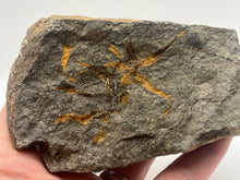 Load image into Gallery viewer, Brittle starfish echinoderm