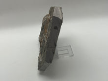 Load image into Gallery viewer, Brittle starfish ophuroides