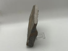 Load image into Gallery viewer, Brittle starfish ophuroides