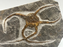 Load image into Gallery viewer, Brittle starfish ophuroides