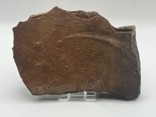 Load image into Gallery viewer, Trilobite trackways (cruziana)