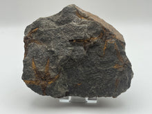 Load image into Gallery viewer, Brittle starfish echinoderm