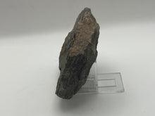 Load image into Gallery viewer, Brittle starfish echinoderm