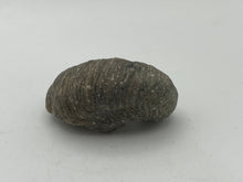Load image into Gallery viewer, Devils toenail Gryphaea