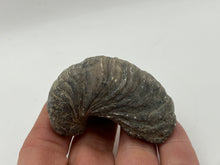 Load image into Gallery viewer, Devils toenail Gryphaea