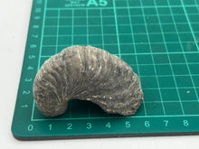 Load image into Gallery viewer, Devils toenail Gryphaea