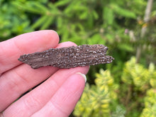 Load image into Gallery viewer, Druze fossil wood