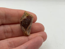 Load image into Gallery viewer, Lepidotes fish scale